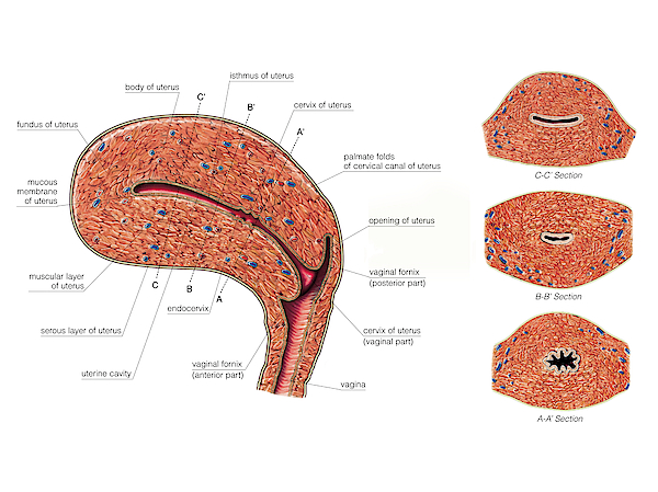 Female Genital System Greeting Card For Sale By Asklepios Medical Atlas 9005