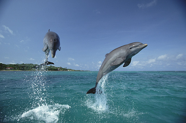 voor Jaarlijks Aanhankelijk Bottlenose Dolphin Pair Leaping Honduras Onesie by Konrad Wothe - Animals  and Earth - Website