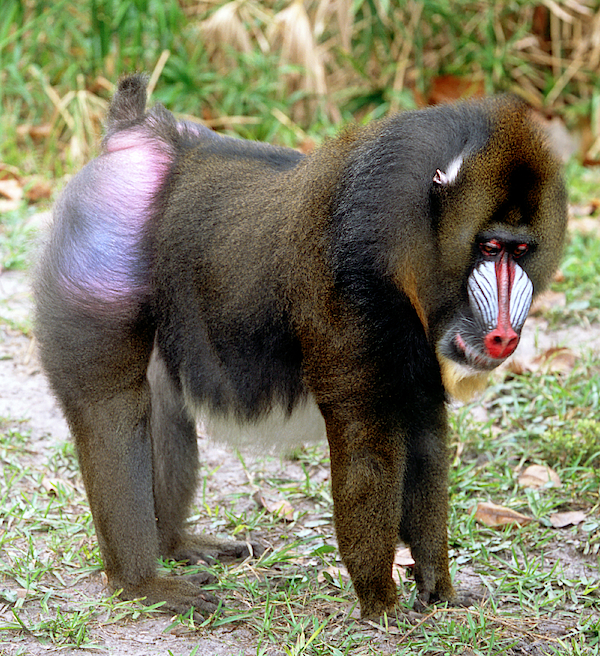 Mandrill Mandrillus Sphinx Greeting Card For Sale By Millard H Sharp