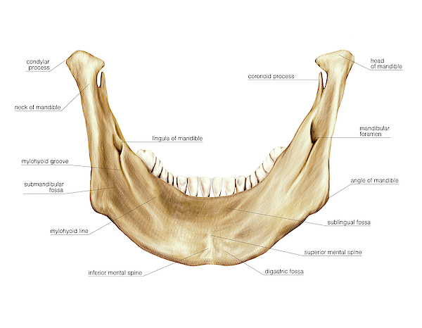 Mandible Greeting Card for Sale by Asklepios Medical Atlas