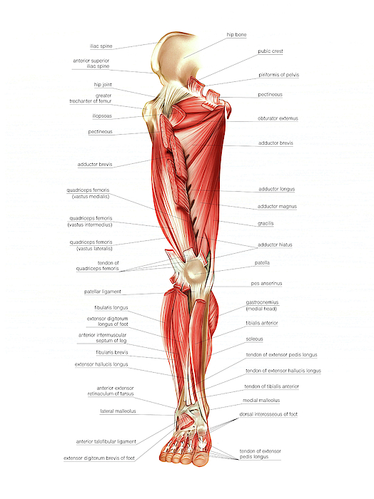 Using Models to Learn Human Lower Leg Musculature