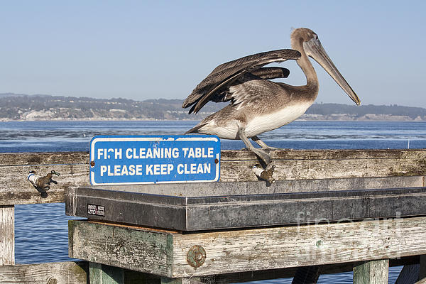 Chris Berry - 616 det One Clean Pelican