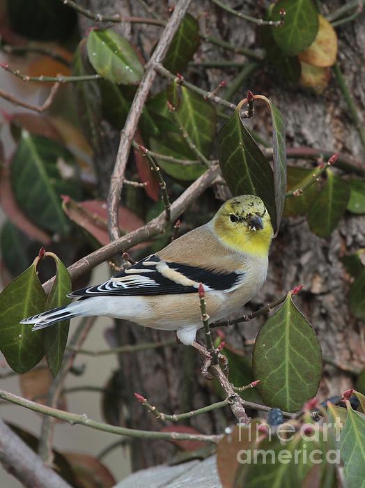 Goldfinch offers - Fine Art Wildlife Photograph