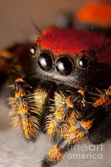 Regal Jumping Spider Jumping #4 Jigsaw Puzzle by Scott Linstead - Pixels  Puzzles