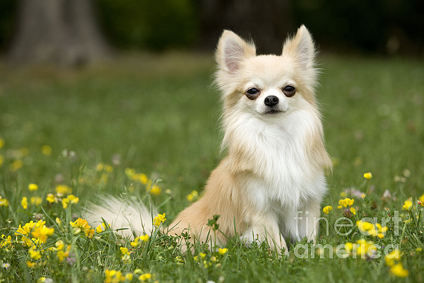 Short-haired Chihuahua Jigsaw Puzzle by Jean-Michel Labat - Pixels