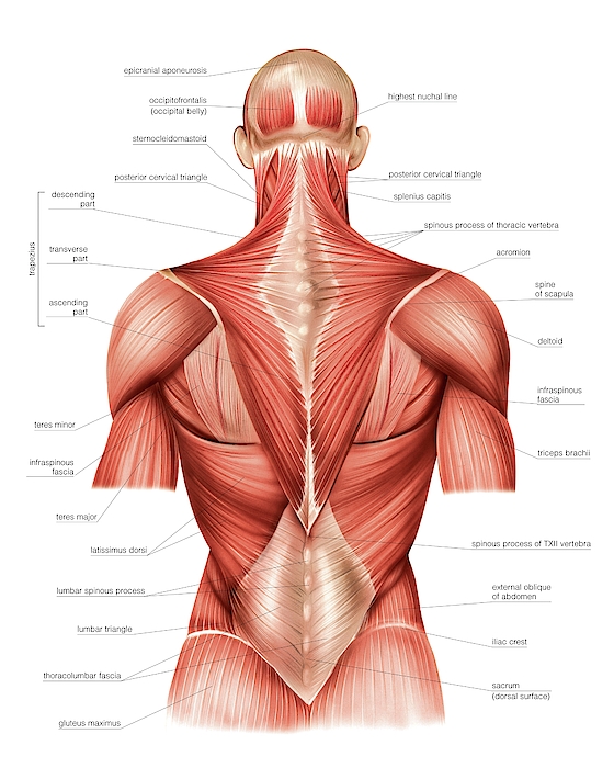 Muscles Of Trunk iPhone Case by Asklepios Medical Atlas - Science