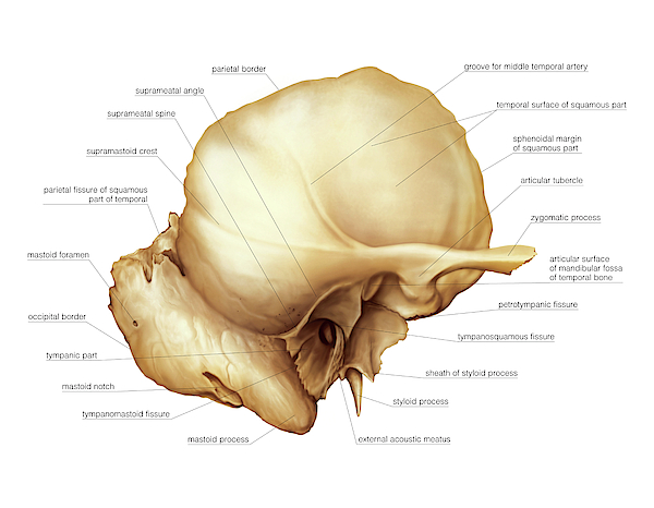 Temporal Bone Greeting Card For Sale By Asklepios Medical Atlas 1124