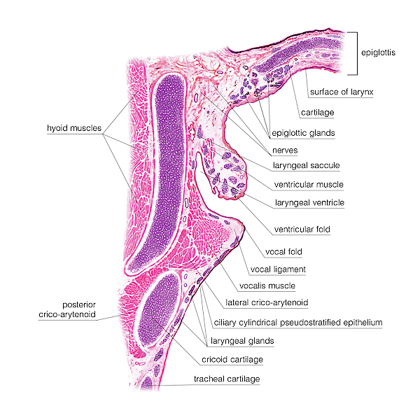 Muscles Of The Leg #6 by Asklepios Medical Atlas