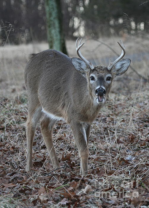 100 on sale point buck