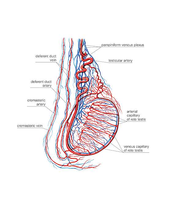 Male Genital System Greeting Card For Sale By Asklepios Medical Atlas