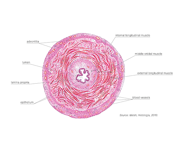 Male Genital System Greeting Card by Asklepios Medical Atlas