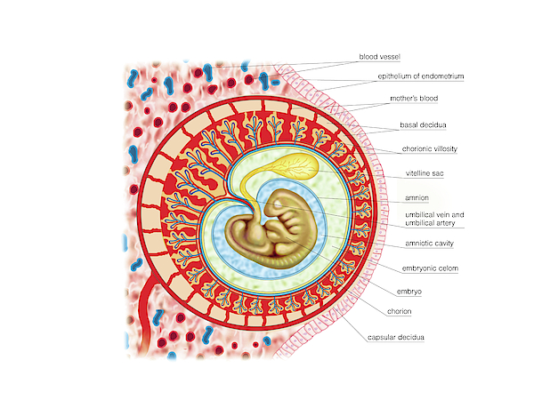 Embryo Greeting Card for Sale by Asklepios Medical Atlas