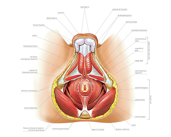 Muscles Of Trunk iPhone Case by Asklepios Medical Atlas - Science