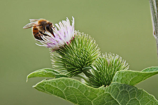 Deborah Bowie - A Bee with Common Burdock
