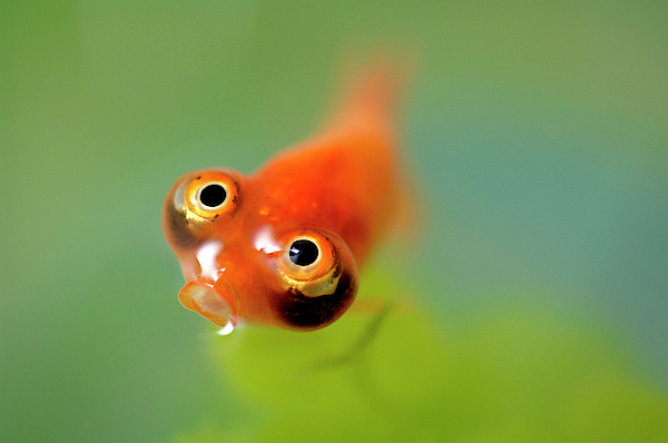 Googly shops eyed goldfish