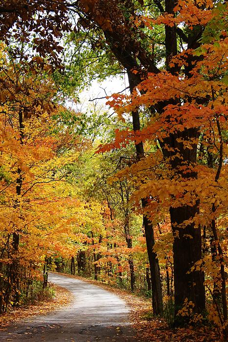 Bruce Bley - A Drive through the Woods