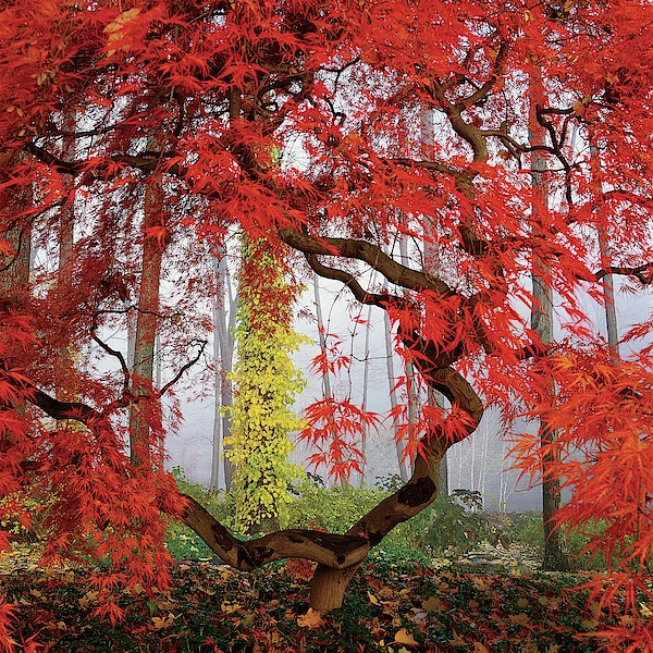 Richard Felber - A Japanese Maple Tree