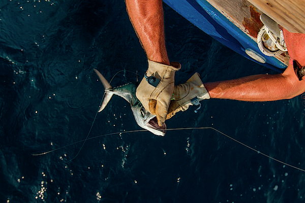 A King Mackerel On A Fishing Line Tote Bag