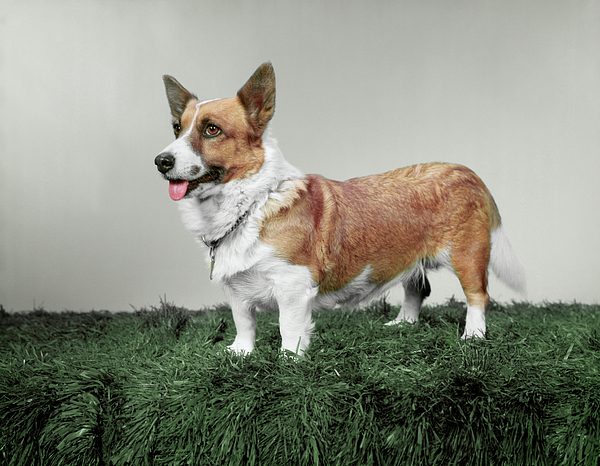 https://images.fineartamerica.com/images-medium-5/a-pembroke-welsh-corgi-animal-images.jpg