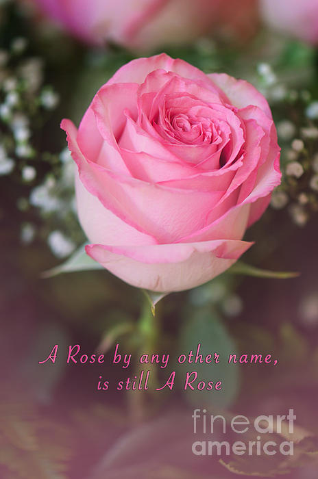 A Rose By Any Other Name Is Still A Rose by Gwen Gibson