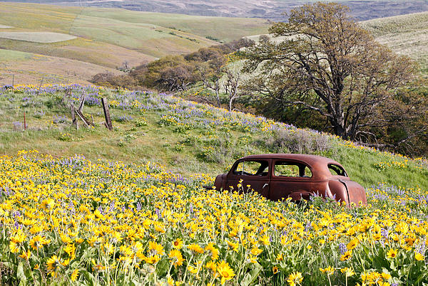 Athena Mckinzie - Abandoned Ford Buried In Wildflowers