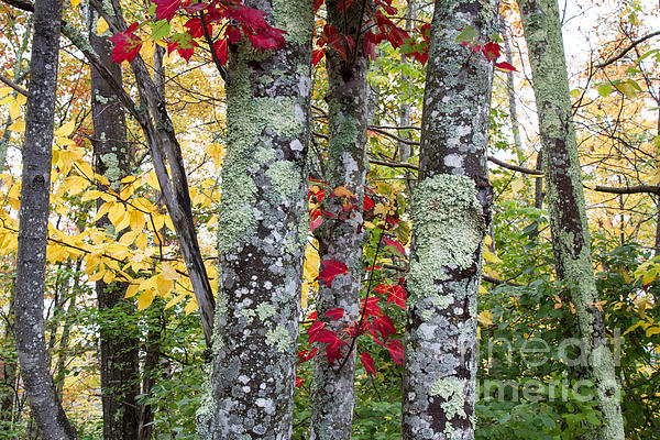 Chris Scroggins - Acadia Autumn Trees