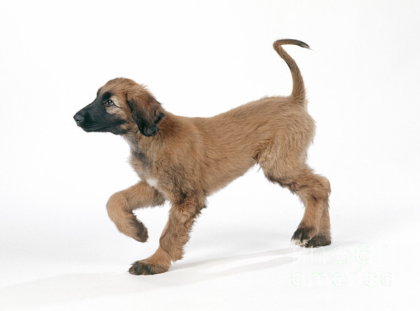 afghan hound is a mixed breed