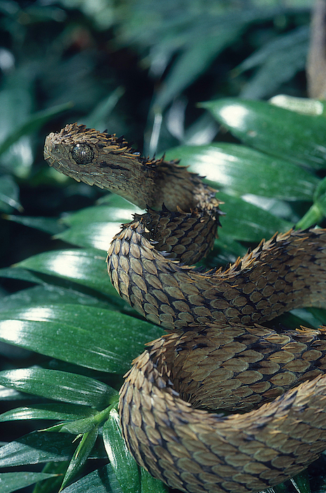 Venomous bush vipers from Africa, 3 species of Atheris snakes in