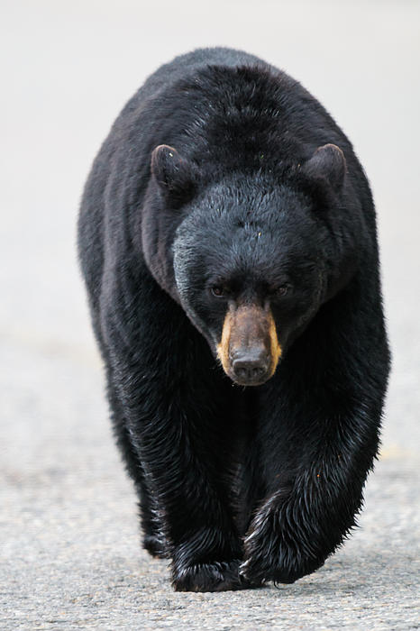 Black Bear Bath Towels