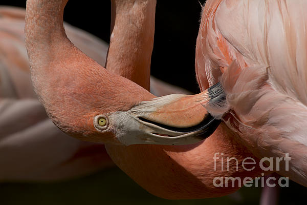Meg Rousher - American Flamingo Photo