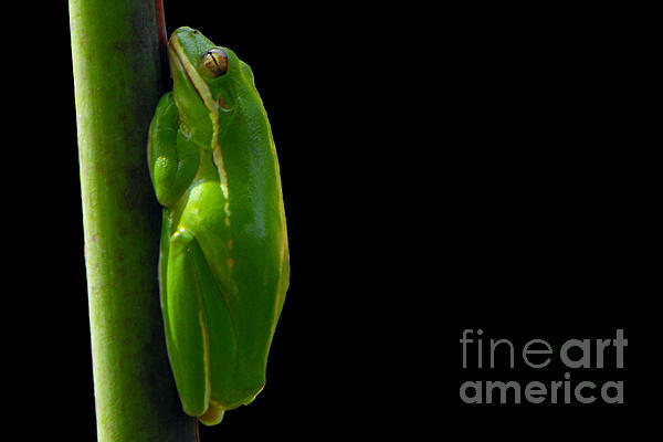 Meg Rousher - American Green Tree Frog
