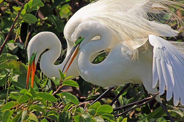 Larry Nieland - Amorous Egrets