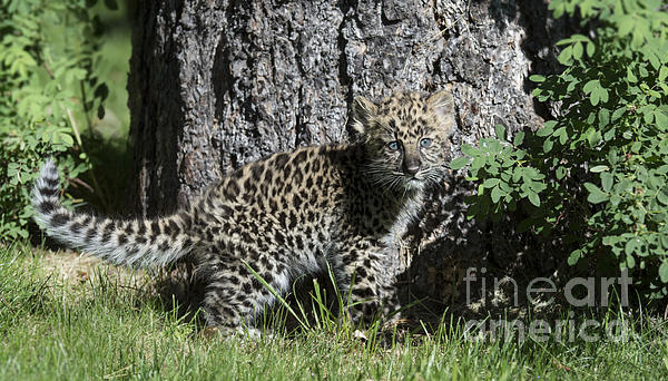 Sandra Bronstein - Amur Leopard Cub Antics