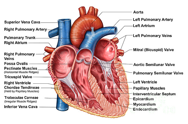 Anatomy Of Heart Interior Frontal Coffee Mug