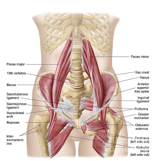Anatomy Of Iliopsoa, Also Known Zip Pouch