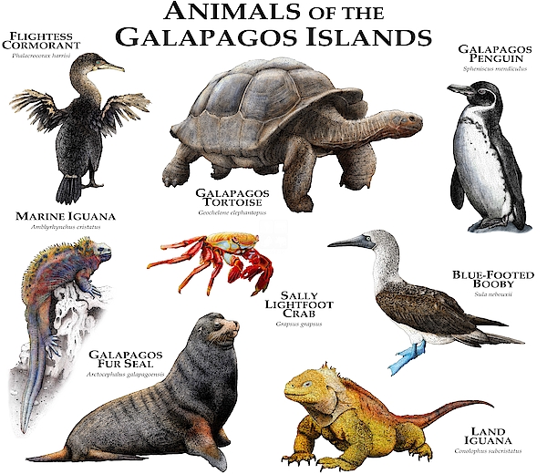 Animals Of The Galapagos Islands Carry-all Pouch by Roger Hall - Fine Art  America