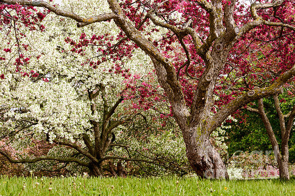 Joe Mamer - Apple Blossom Colors