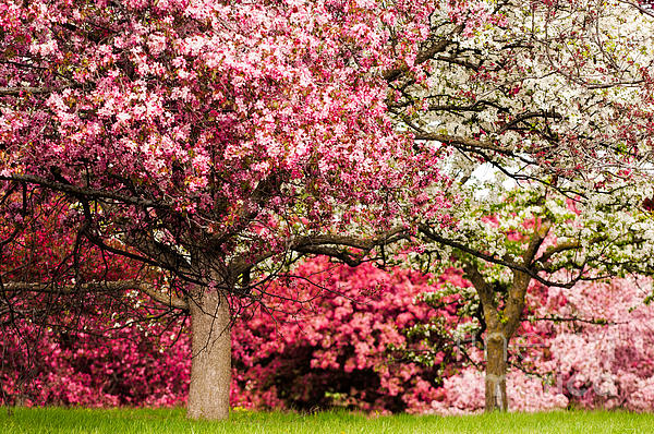Joe Mamer - Apple Blossoms