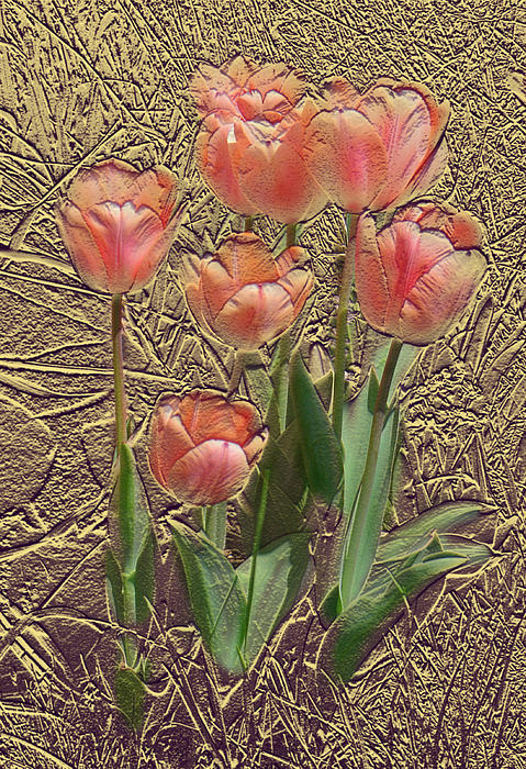 Steve Karol - Apricot Tulips