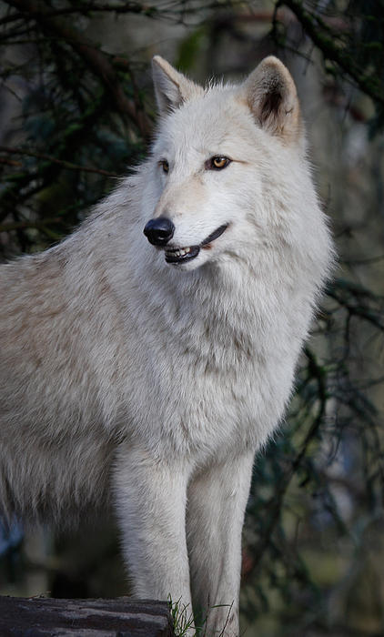 Alpha Omega Arctic Wolf White Wolf Pet Bandana for Sale by DogLifeCo