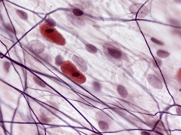 areolar loose connective tissue