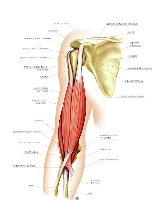 Muscles Of The Hand Greeting Card By Asklepios Medical Atlas Sexiz Pix 9110