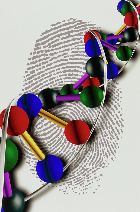 Alfred Pasieka/science Photo Library - Artwork Of Dna With Base Pairs On A Fingerprint