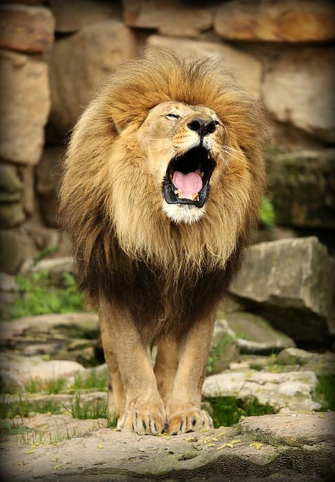 Why the Name Aslan Roars? – Aslan Roars