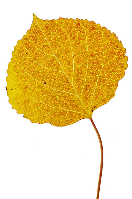 Aspen leaves clip art free