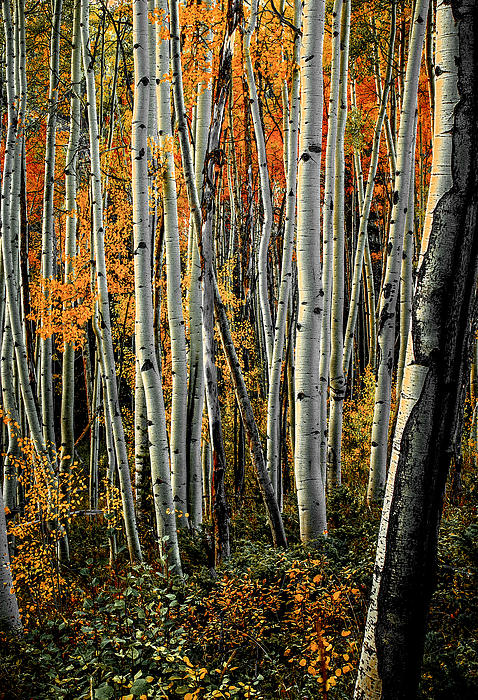 Fall Art