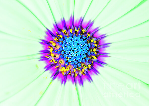 Macro Art