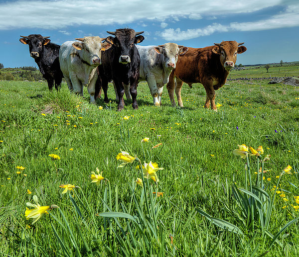 Aubrac Cows Greeting Card by Biranbig