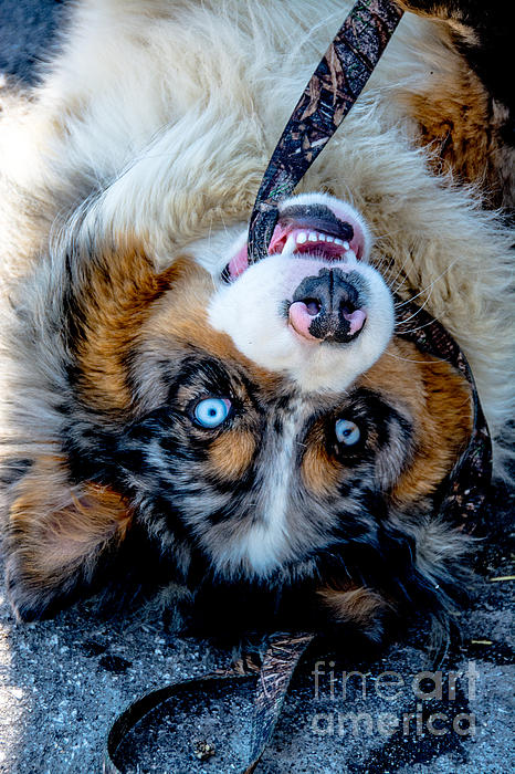 Animal Photographs