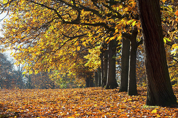 Autumn Colours In Greenwich Park With Jigsaw Puzzle by Doug Mckinlay /  Design Pics 